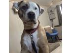 Adopt Zeppoli a American Staffordshire Terrier