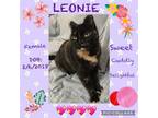 Adopt Leonie a Domestic Short Hair, Tortoiseshell