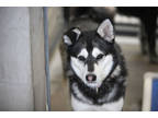 Adopt Sally a Black Husky / Mixed dog in Colorado Springs, CO (37131000)