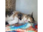 Adopt Kiwi a Calico