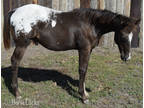 2023 ApHC Black Blanketed Colt