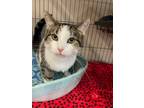 Adopt Barbie Gibb a Domestic Short Hair