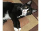 Adopt Sally a Domestic Short Hair