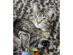 Adopt Amethyst a Domestic Short Hair