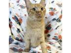 Adopt Mama Vanderpump a Domestic Short Hair