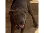 Adopt Stormy a Pit Bull Terrier