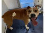 Adopt TJ a Boxer, Mixed Breed