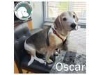 Adopt Oscar a Beagle