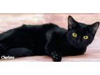 Adopt Finley a Domestic Short Hair, American Shorthair