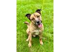 Adopt Tank a Mastiff, German Shepherd Dog