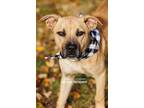 Adopt Mr. Biscuits DIAMOND DOG a Black Mouth Cur, Pit Bull Terrier