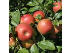 U-pick Honeycrisp apples
