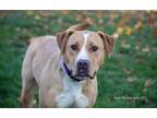 Adopt RJ a Mixed Breed