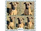 Adopt Billy a Black and Tan Coonhound, Labrador Retriever