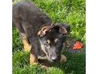 German Shepherd Dog Puppy for sale in Rahway, NJ, USA