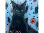 Adopt Rootbeer a Domestic Long Hair, Maine Coon