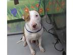 Adopt BULLWINKLE a White - with Brown or Chocolate Bull Terrier / Mixed dog in