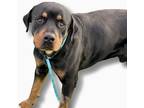 Adopt Flex a Brown/Chocolate - with Black Rottweiler / Mixed dog in Gilbert