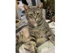 Adopt Marcki a Gray, Blue or Silver Tabby Domestic Shorthair (short coat) cat in