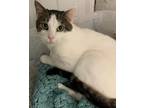 Adopt Juno a Spotted Tabby/Leopard Spotted Domestic Shorthair (short coat) cat