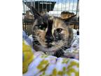 Adopt Ladybug a Domestic Shorthair cat in Wake Forest, NC (36936414)