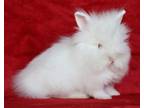 Adopt Deema a Lionhead / Mixed (short coat) rabbit in Scotts Valley