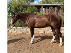 Cutest Welsh Pony Gelding