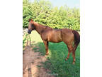 2007 Registered Appendix Quarter Horse Gelding