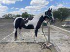 Black and White Tobiano Paint Gelding for sale