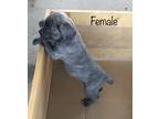 Cane Corso Puppy for sale in Grand Saline, TX, USA
