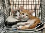 Adopt Fosters needed for m/f kittens & adult cats a Domestic Short Hair