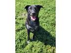 Adopt Sheba a Black Labrador Retriever