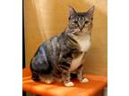 Adopt Francesca a Brown Tabby Domestic Shorthair / Mixed (short coat) cat in