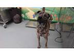 Adopt BOOMER a Brindle Plott Hound / Mixed dog in Waco, TX (36924665)