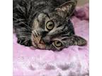 Adopt Tabby a Domestic Short Hair