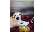 Adopt Lady a Tan/Yellow/Fawn - with White Beagle / Dachshund / Mixed dog in