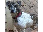 Adopt Albus a White Australian Shepherd / Mixed dog in Wake Forest