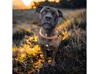 Adopt Moose a Brown/Chocolate Mastiff / Mixed dog in Cumberland, MD (35614802)