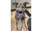 Adopt Cagney(in Foster Home) a German Shepherd Dog, Husky