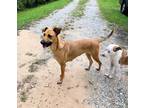 Adopt FRANKIE COMBAI a Mountain Cur