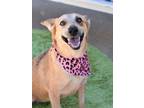 Adopt Lilly (Marvel Momma) - (NH) a Australian Cattle Dog / Blue Heeler