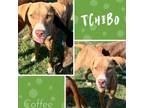 Adopt Tchibo a Hound, English Pointer