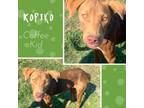 Adopt Kopiko a Hound, English Pointer
