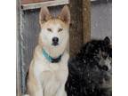 Adopt Riley a Siberian Husky, German Shepherd Dog