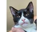 Adopt Tommy and Shamrock - Bonded a Tuxedo, Domestic Short Hair