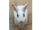 Adopt Croissant a Bunny Rabbit