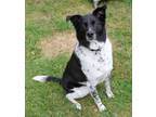 Adopt Joey a Border Collie, Pointer