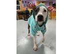 Adopt Rudy a Pit Bull Terrier