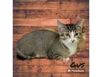 Adopt Gus #easy-going-guy a Abyssinian, Tabby