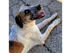 Adopt Gibbs a Coonhound, Great Pyrenees